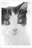 Cat's Head by Anonymous