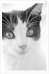 Cat's Head by Anonymous