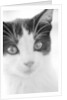 Cat's Head by Anonymous