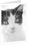 Cat's Head by Anonymous