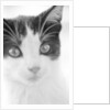 Cat's Head by Anonymous