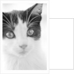 Cat's Head by Anonymous