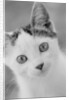 Head of Cat by Anonymous