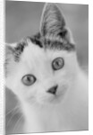 Head of Cat by Anonymous