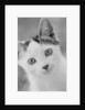 Head of Cat by Anonymous