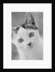 Head of Cat by Anonymous