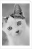 Head of Cat by Anonymous