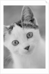 Head of Cat by Anonymous
