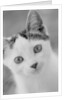 Head of Cat by Anonymous