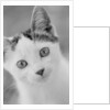 Head of Cat by Anonymous