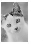 Head of Cat by Anonymous