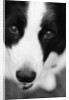 Head of Border Collie by Anonymous