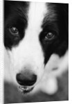 Head of Border Collie by Anonymous