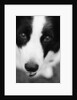 Head of Border Collie by Anonymous