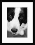 Head of Border Collie by Anonymous