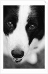 Head of Border Collie by Anonymous
