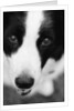 Head of Border Collie by Anonymous