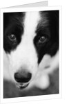 Head of Border Collie by Anonymous