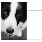 Head of Border Collie by Anonymous