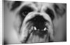 Face of a Bulldog by Anonymous