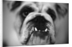 Face of a Bulldog by Anonymous
