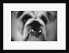 Face of a Bulldog by Anonymous