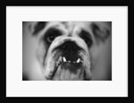 Face of a Bulldog by Anonymous