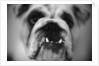 Face of a Bulldog by Anonymous