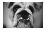 Face of a Bulldog by Anonymous