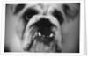 Face of a Bulldog by Anonymous