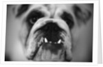 Face of a Bulldog by Anonymous