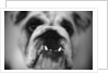 Face of a Bulldog by Anonymous