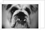 Face of a Bulldog by Anonymous
