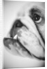 Face of a Bulldog by Anonymous