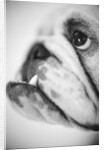 Face of a Bulldog by Anonymous