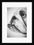 Face of a Bulldog by Anonymous