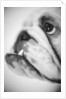 Face of a Bulldog by Anonymous
