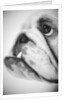 Face of a Bulldog by Anonymous