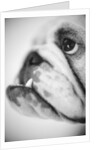 Face of a Bulldog by Anonymous