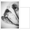 Face of a Bulldog by Anonymous