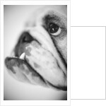 Face of a Bulldog by Anonymous