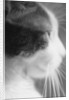 Cat's Head by Anonymous