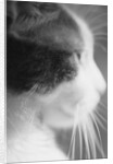 Cat's Head by Anonymous