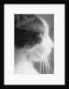 Cat's Head by Anonymous