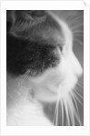 Cat's Head by Anonymous