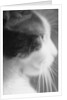 Cat's Head by Anonymous