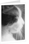 Cat's Head by Anonymous