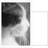Cat's Head by Anonymous