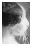 Cat's Head by Anonymous