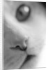 Cat's Mouth by Anonymous